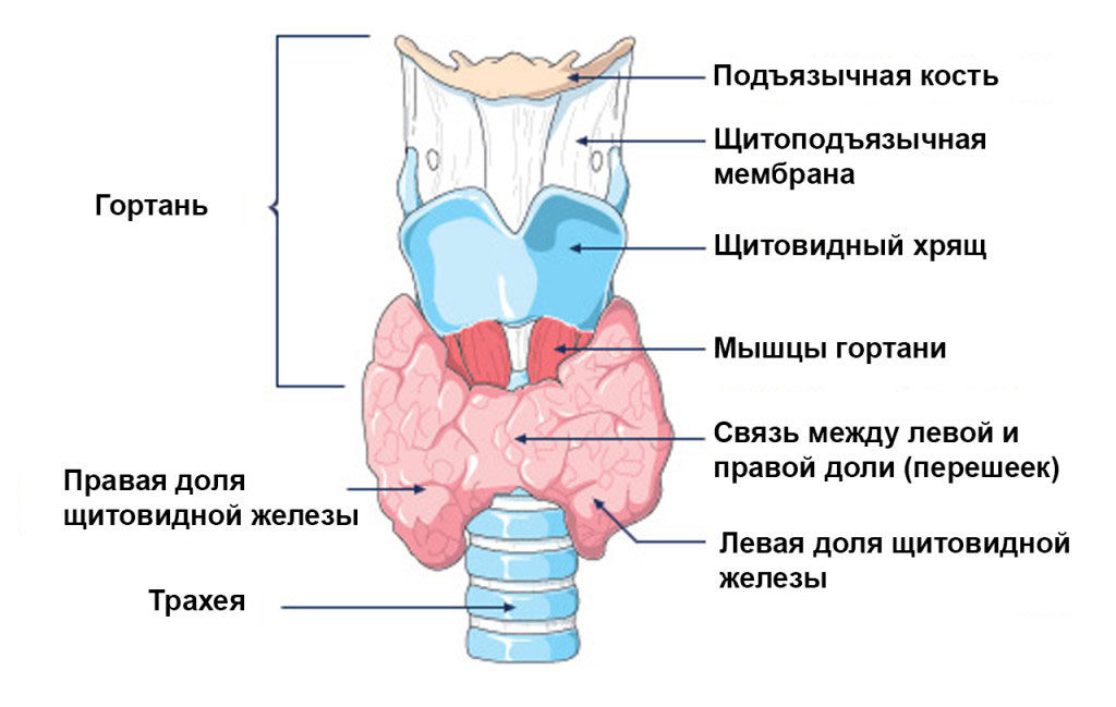 признаки гипотиреоза у мужчин